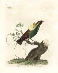 Magnificent Bird-of-paradise, Diphyllodes magnificus (Paradisea magnifica). Handcoloured copperplate drawn and engraved by John Latham from his own A General History of Birds, Winchester by John Latham