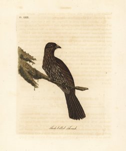 New Zealand South Island Piopio, Turnagra capensis. Extinct. (Thick-billed Thrush, Turdus crassirostris.) Handcoloured copperplate drawn and engraved by John Latham from his own A General History of Birds, Winchester by John Latham