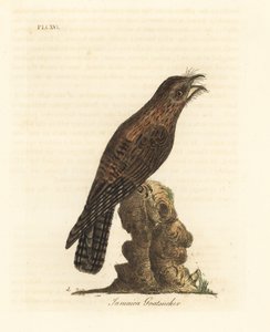 Northern Potoo, Nyctibius jamaicensis. Handcoloured Copperplate Drawn and Engraved by John Latham from His Own A General History of Birds, Winchester by John Latham