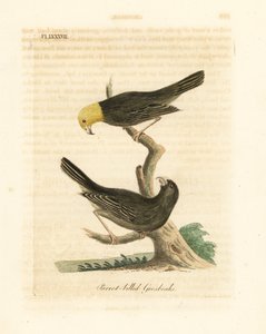Or, Psittirostra Psittacea, Male and Female by John Latham