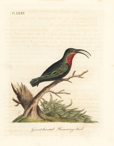 Purple-throated Carib, Eulampis Jugularis (Garnet-throated Hummingbird, Trochilus Granatinus) by John Latham