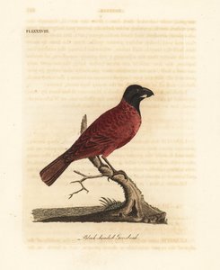 Red-and-black grosbeak, Periporphyrus erythromelas. Near threatened. (Black-headed grosbeak, Loxia erythromelas.) Handcoloured copperplate drawn and engraved by John Latham from his own A General History of Birds, Winchester by John Latham