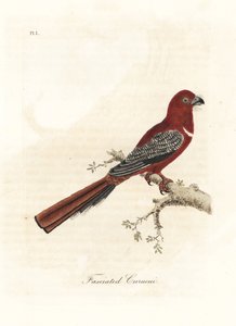 Red-headed Trogon, Harpactes erythrocephalus (Fasciated Curucui, Trogon fasciatus). Handcoloured Copperplate Drawn and Engraved by John Latham from His Own A General History of Birds, Winchester by John Latham