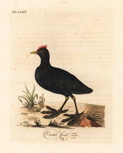 Red-knobbed coot or crested coot, Fulica cristata. Handcoloured copperplate drawn and engraved by John Latham from his own A General History of Birds, Winchester