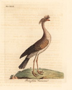 Red-legged Seriema. Handcoloured Copperplate by John Latham from A General History of Birds, Winchester by John Latham