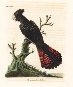 Red-tailed Black Cockatoo, Calyptorhynchus banksii. Handcoloured Copperplate Drawn and Engraved by John Latham from His Own A General History of Birds, Winchester by John Latham