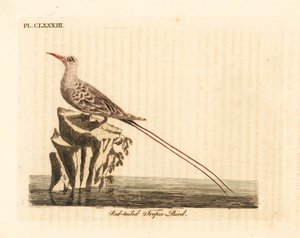 Red-tailed tropic bird, Phaethon rubricauda. Handcoloured copperplate drawn and engraved by John Latham from his own A General History of Birds, Winchester by John Latham