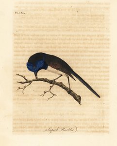 Red-winged Fairywren, Malurus elegans. Handcoloured Copperplate Drawn and Engraved by John Latham from His Own A General History of Birds, Winchester