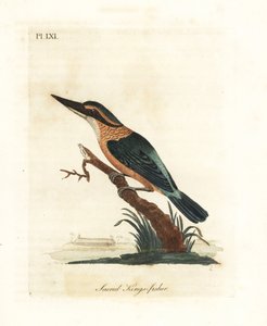 Sacred kingfisher, Todiramphus sanctus (Sacred kings-fisher, Alcedo sacra)