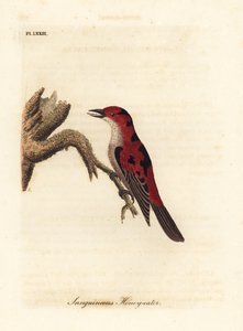 Scarlet Myzomela, Myzomela sanguinolenta (Sanguineous Honey-eater, Certhia sanguinolenta). Australia. Handcoloured copperplate drawn and engraved by John Latham from his own A General History of Birds, Winchester