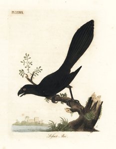 Smooth-billed ani or lesser ani, Crotophaga ani. Handcoloured copperplate drawn and engraved by John Latham from his own A General History of Birds, Winchester by John Latham