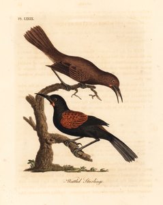 Southern Saddleback, Male and Female. Handcoloured Copperplate by John Latham from A General History of Birds, Winchester