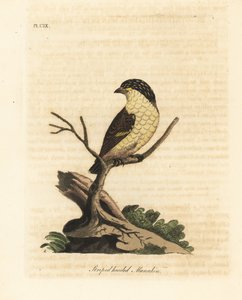 Striated pardalote, Pardalotus striatus. Handcoloured copperplate drawn and engraved by John Latham from his own A General History of Birds, Winchester by John Latham