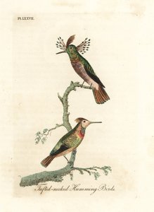 Tufted Cocks, Lophornis Ornatus (Tufted-necked Hummingbirds, Trochilus Ornatus) by John Latham