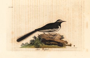 White-browed wagtail, Motacilla maderaspatensis. Handcoloured copperplate drawn and engraved by John Latham from his own A General History of Birds, Winchester
