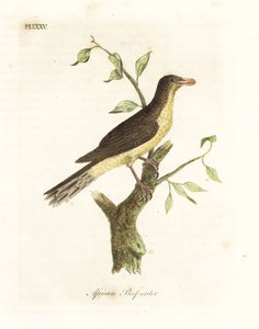 Yellow-billed Oxpecker. Handcoloured Copperplate by John Latham from A General History of Birds, Winchester by John Latham