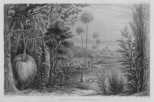 Australian Trees and Shrubs