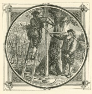 The branches may be trained, but not the trunk