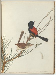 Scarlet & Black Warbler by John William Lewin