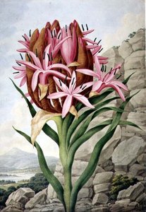 Spear Lily (Doryanthes excellsa)