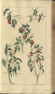 A page from the 