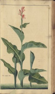 A page from the 
