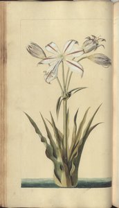 A page from the 