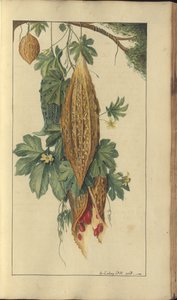 A Page from the 