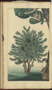 A Page from the 