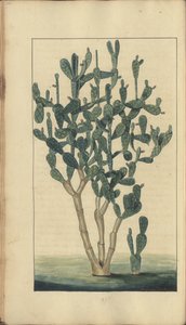 A Page from the 
