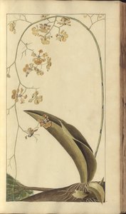 A Page from the 