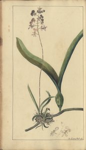 A page from the 