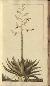 A page from the 