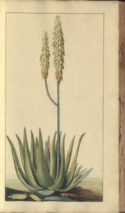 A Page from the 