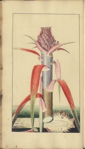 A page from the 