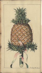 A page from the 
