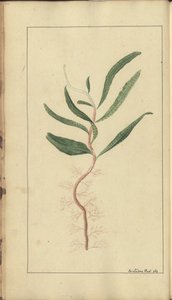 A Page from the 