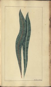 A page from the 