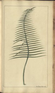 A Page from the 