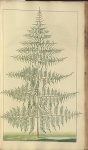 A page from the 