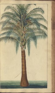 A Page from the 