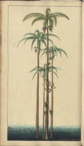 A page from the 