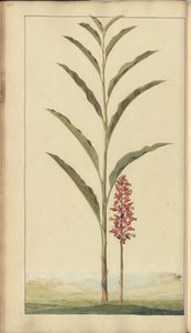 A page from the 