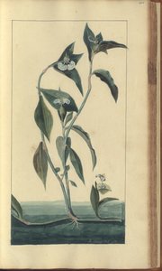 A page from the 