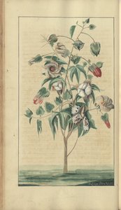 A page from the 