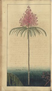 A page from the 