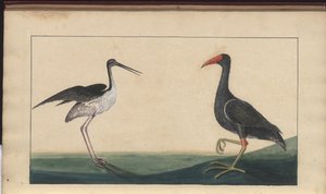 A Page from the 
