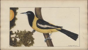 A Page from the 