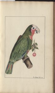 A page from the 