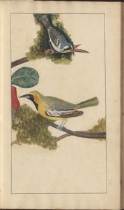 A Page from the 